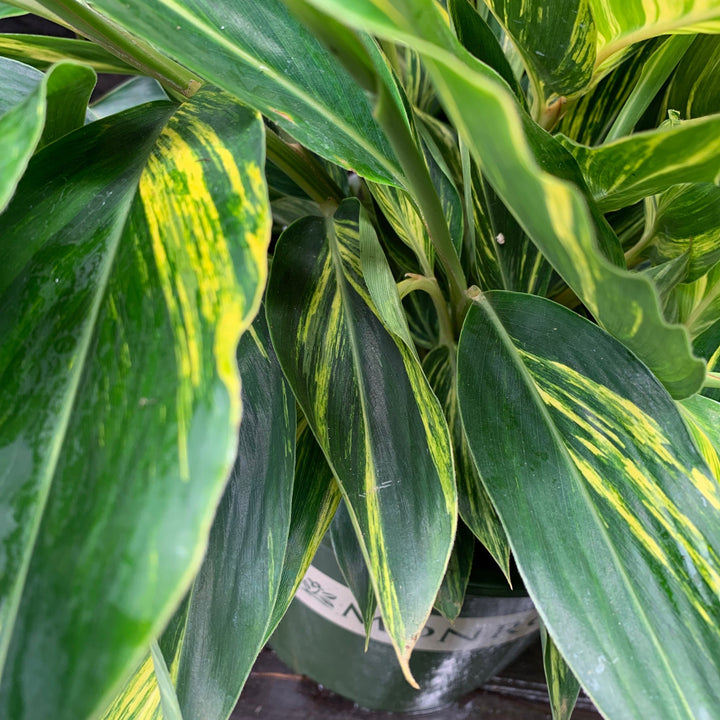 Alpinia zerumbet 'Variegata' ~ Monrovia® Variegated Ginger-ServeScape