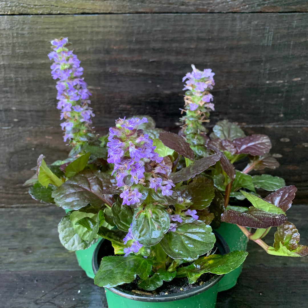 Ajuga reptans 'Binblasca' ~ Black Scallop Bugleweed-ServeScape
