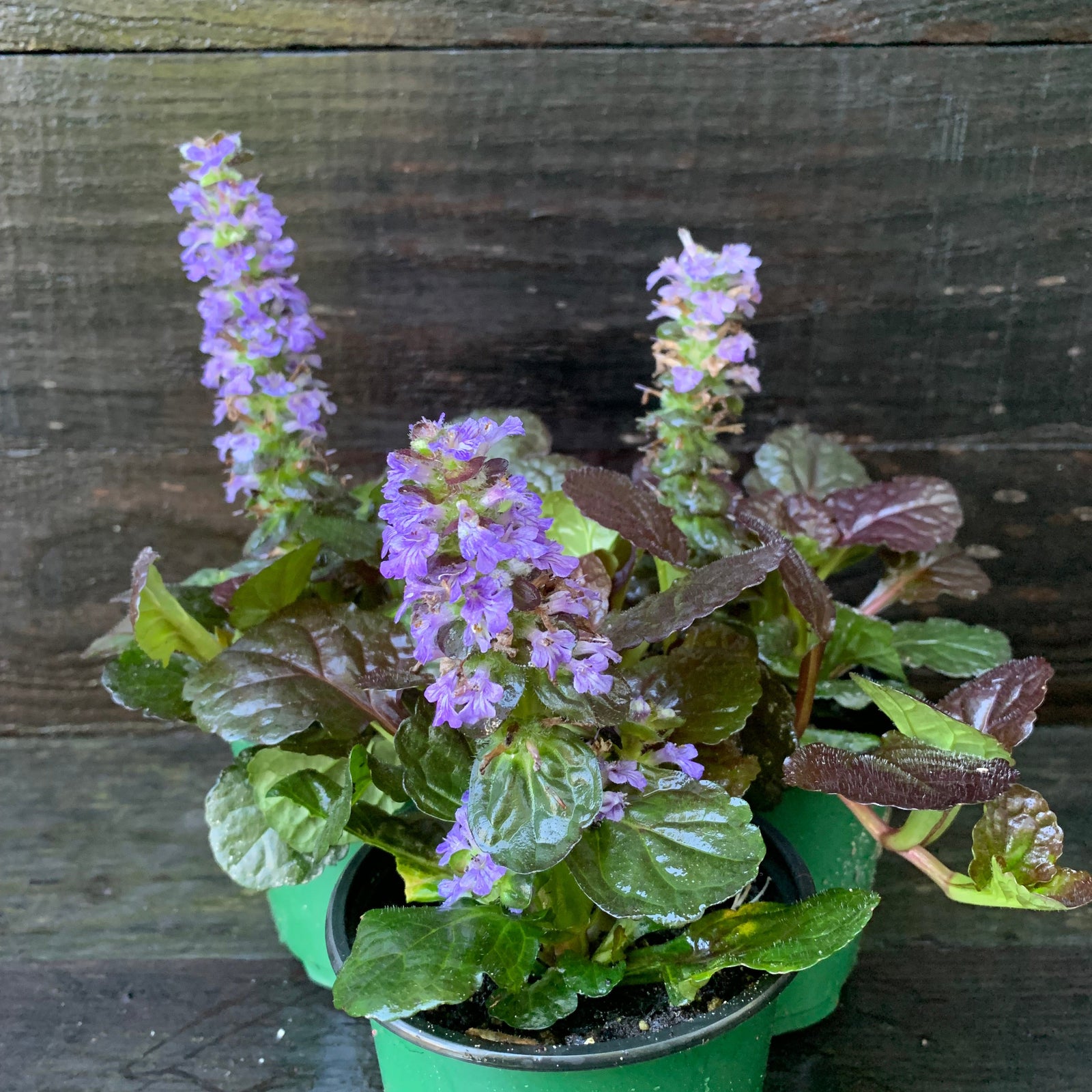 Ajuga reptans 'Binblasca' ~ Black Scallop Bugleweed-ServeScape