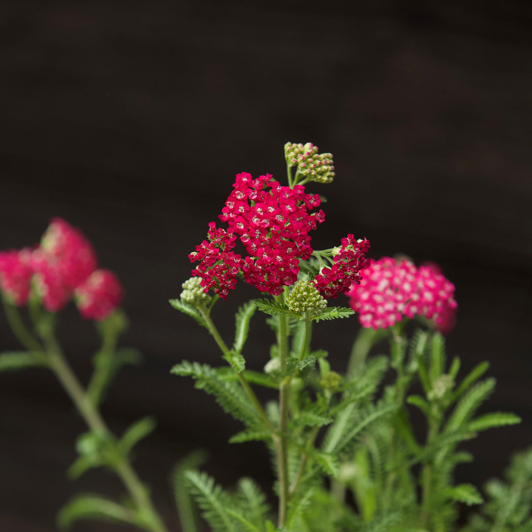 Achillea millefolium 'Balvinred' PP25618~ New Vintage™ Red Yarrow-ServeScape