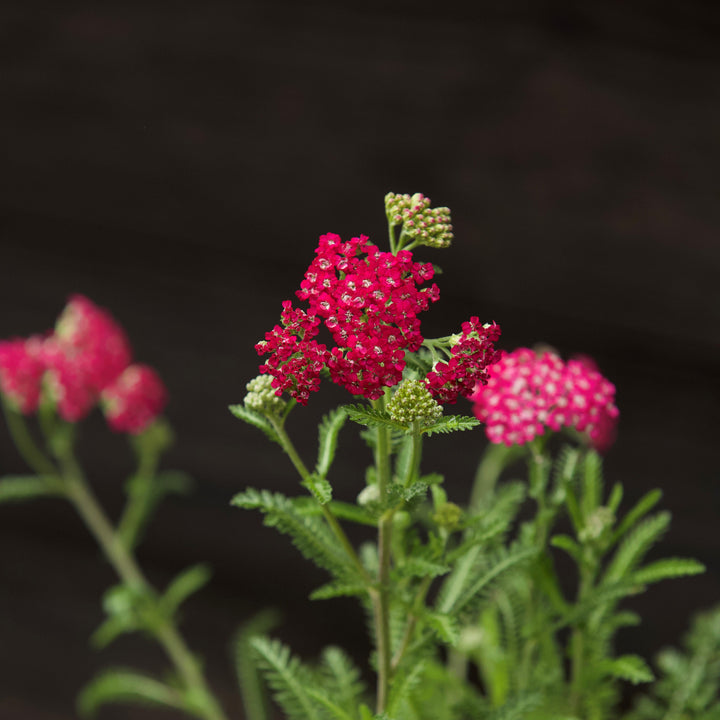 Achillea millefolium 'Balvinred' PP25618~ New Vintage™ Red Yarrow-ServeScape