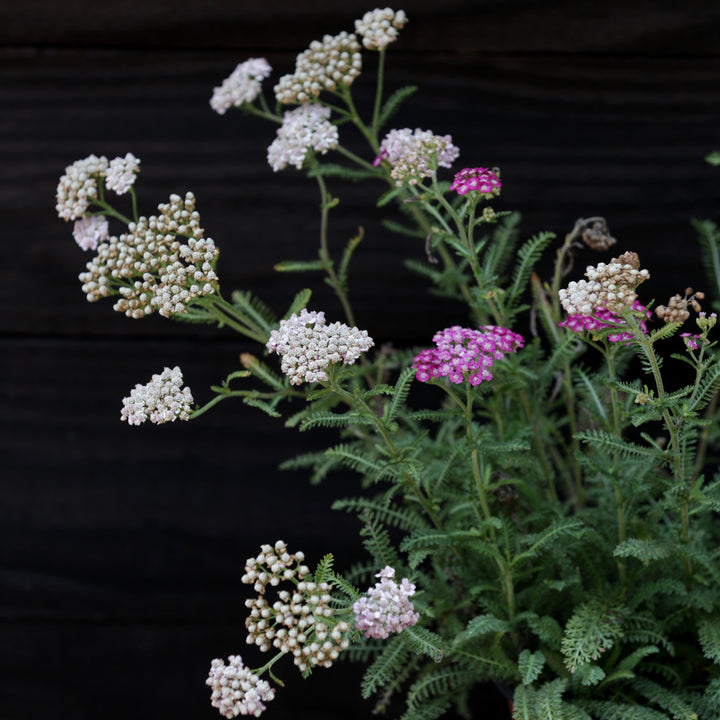 Achillea millefolium 'Balvinviolet' USPP 25,750' ~ New Vintage™ Violet Yarrow-ServeScape