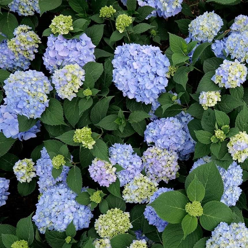 Hydrangea macrophylla 'COF HM1 ~ Azure Skies™ Hydrangea-ServeScape