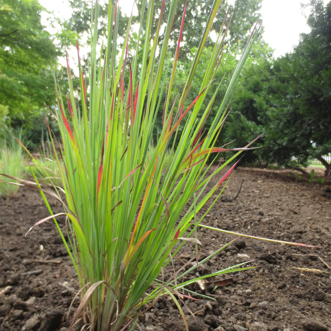 Schizachyrium scoparium 'Standing Ovation' ~ Monrovia® Standing Ovation Little Bluestem-ServeScape