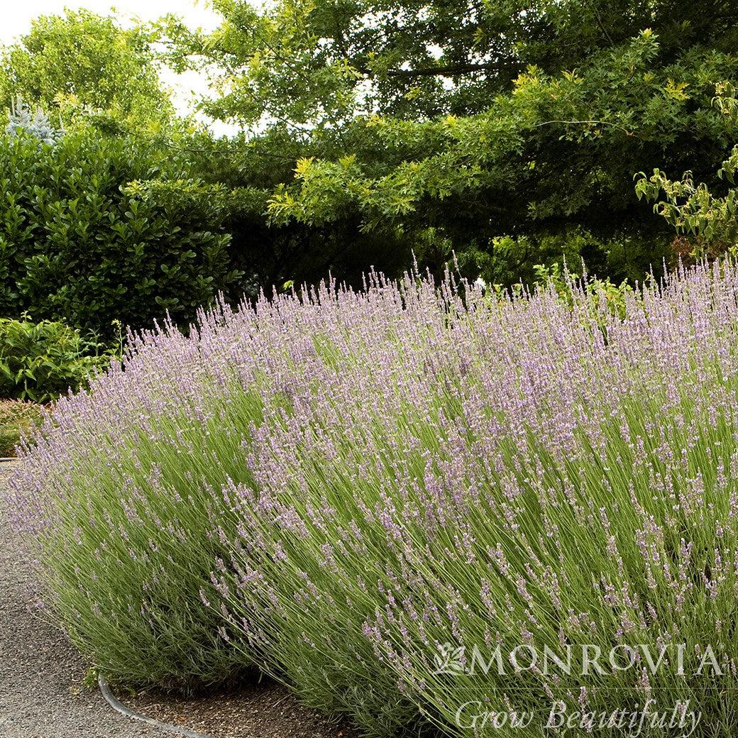 Lavandula x intermedia 'Provence' ~ Monrovia® Provence Lavender-ServeScape