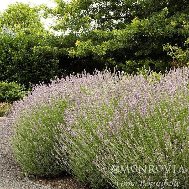 Lavandula x intermedia 'Provence' ~ Monrovia® Provence Lavender-ServeScape