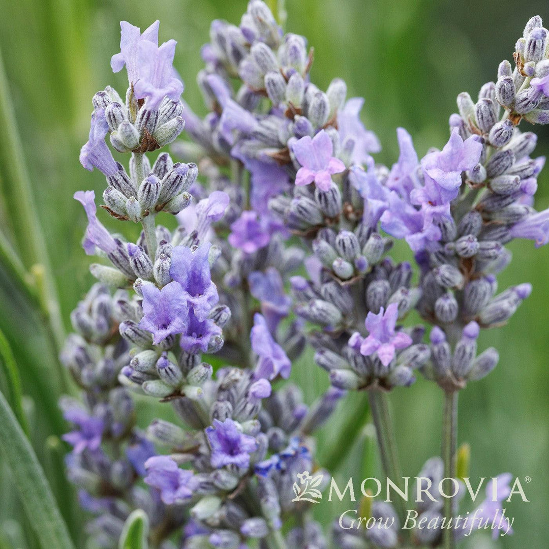 Lavandula x intermedia 'Provence' ~ Monrovia® Provence Lavender-ServeScape