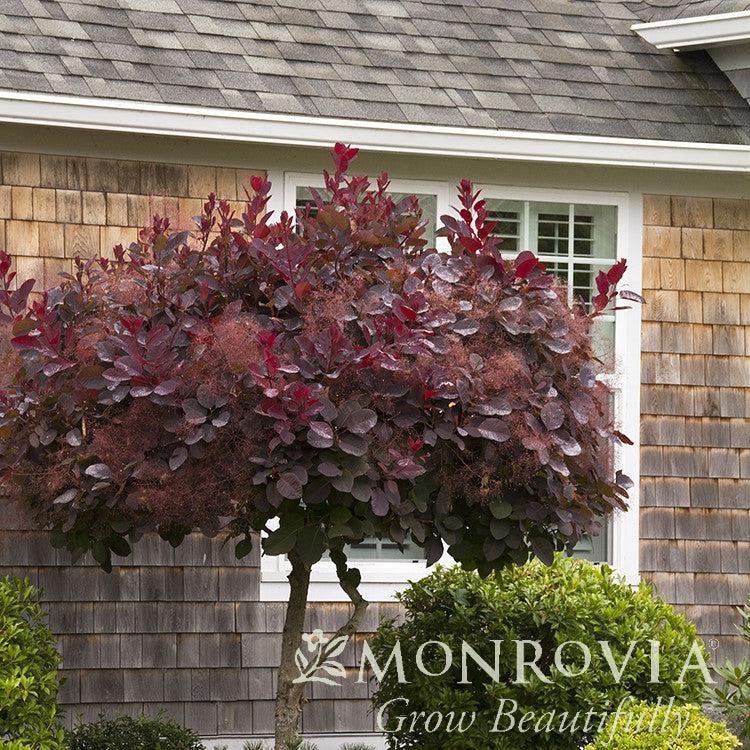 Cotinus coggygria 'Royal Purple' ~ Monrovia® Royal Purple Smoke Tree-ServeScape