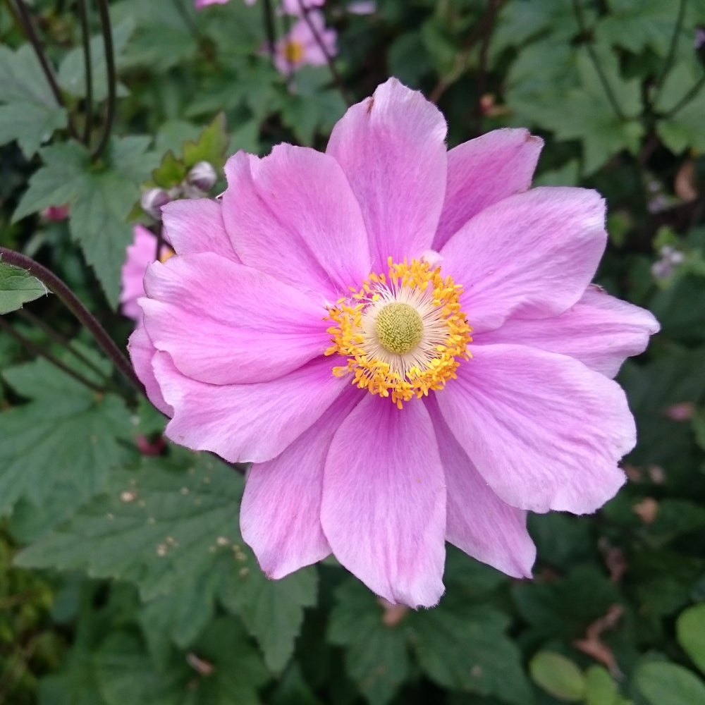 Anemone 'Carmen' ~ Carmen Anemone-ServeScape