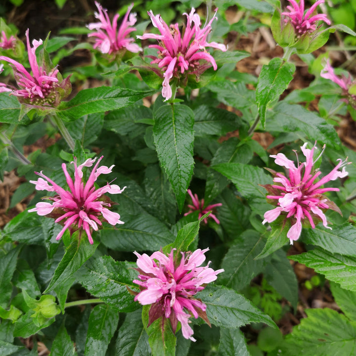 Monarda didyma 'Balbalmink' ~ Balmy™ Pink Bee Balm-ServeScape