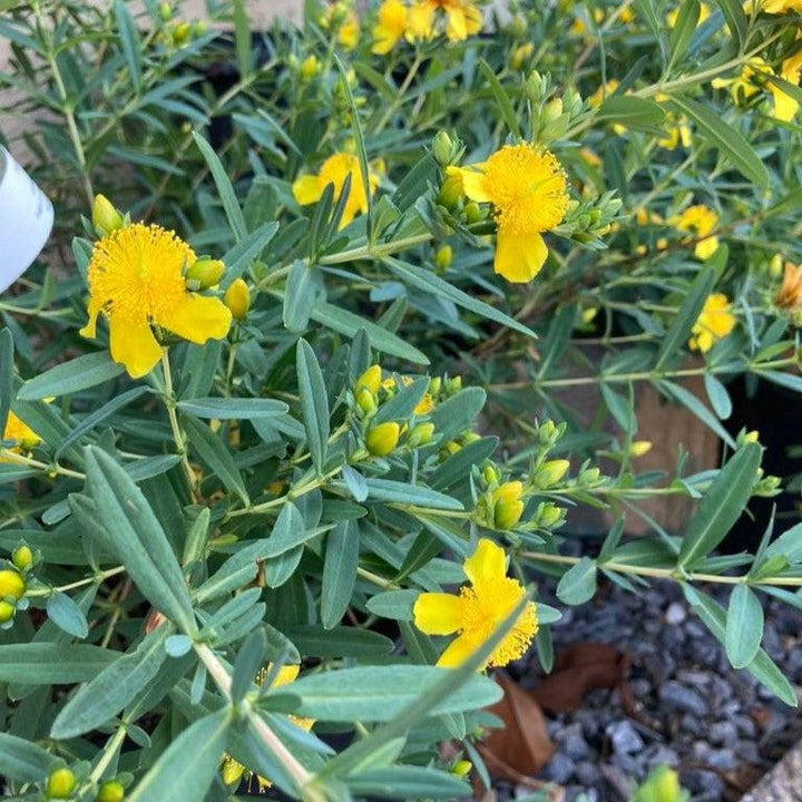 Hypericum 'Cfflpc-1' ~ Blue Velvet™ St. John's Wort-ServeScape