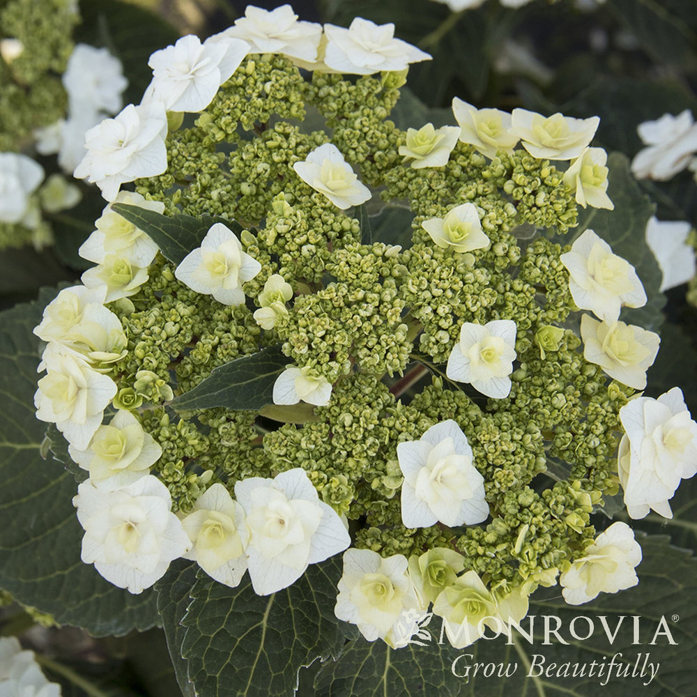 Hydrangea macrophylla 'Dancing Snow' ~ Monrovia® Double Delights™ Wedding Gown Hydrangea-ServeScape