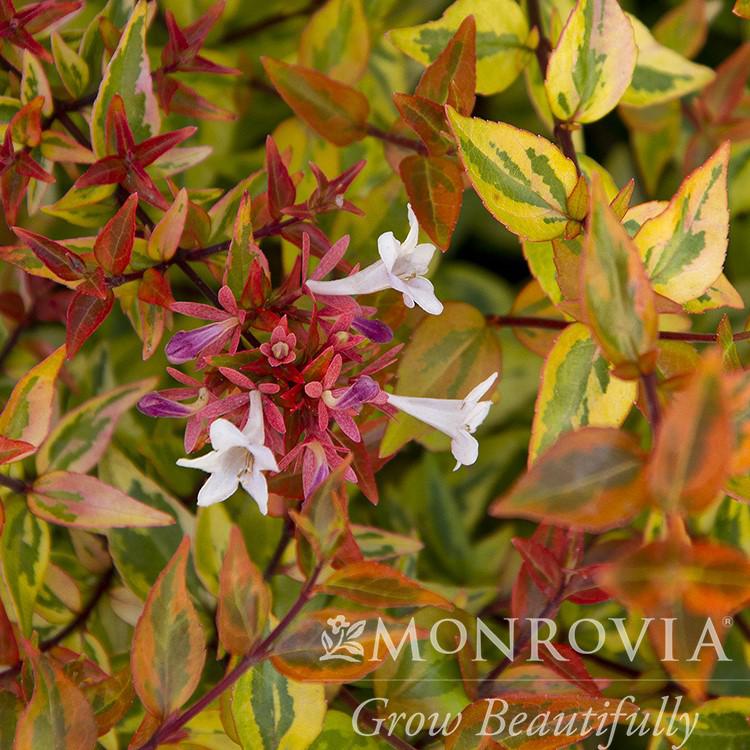 Abelia x grandiflora 'Kaleidoscope' ~ Monrovia® Kaleidoscope Abelia-ServeScape