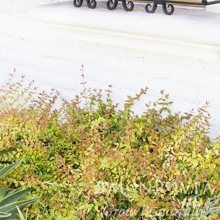 Abelia x grandiflora 'Kaleidoscope' ~ Monrovia® Kaleidoscope Abelia-ServeScape