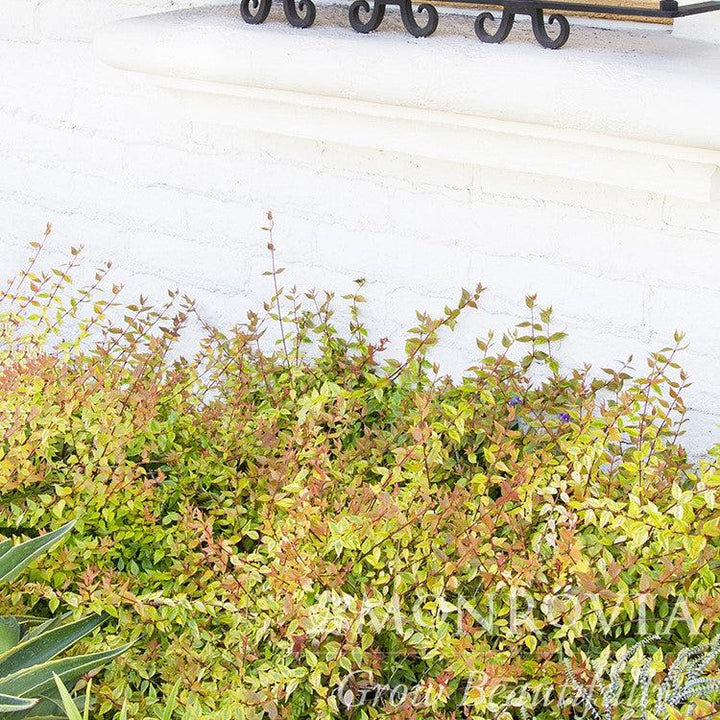 Abelia x grandiflora 'Kaleidoscope' ~ Monrovia® Kaleidoscope Abelia-ServeScape