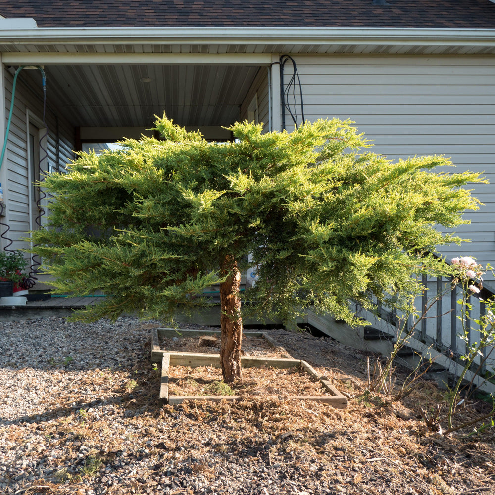 juniperus x media 'Daub's Frosted' ~ Daub's Frosted Pfitzer Juniper-ServeScape