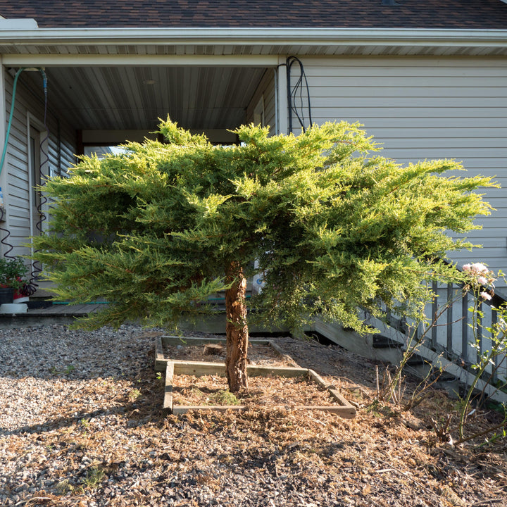 juniperus x media 'Daub's Frosted' ~ Daub's Frosted Pfitzer Juniper-ServeScape