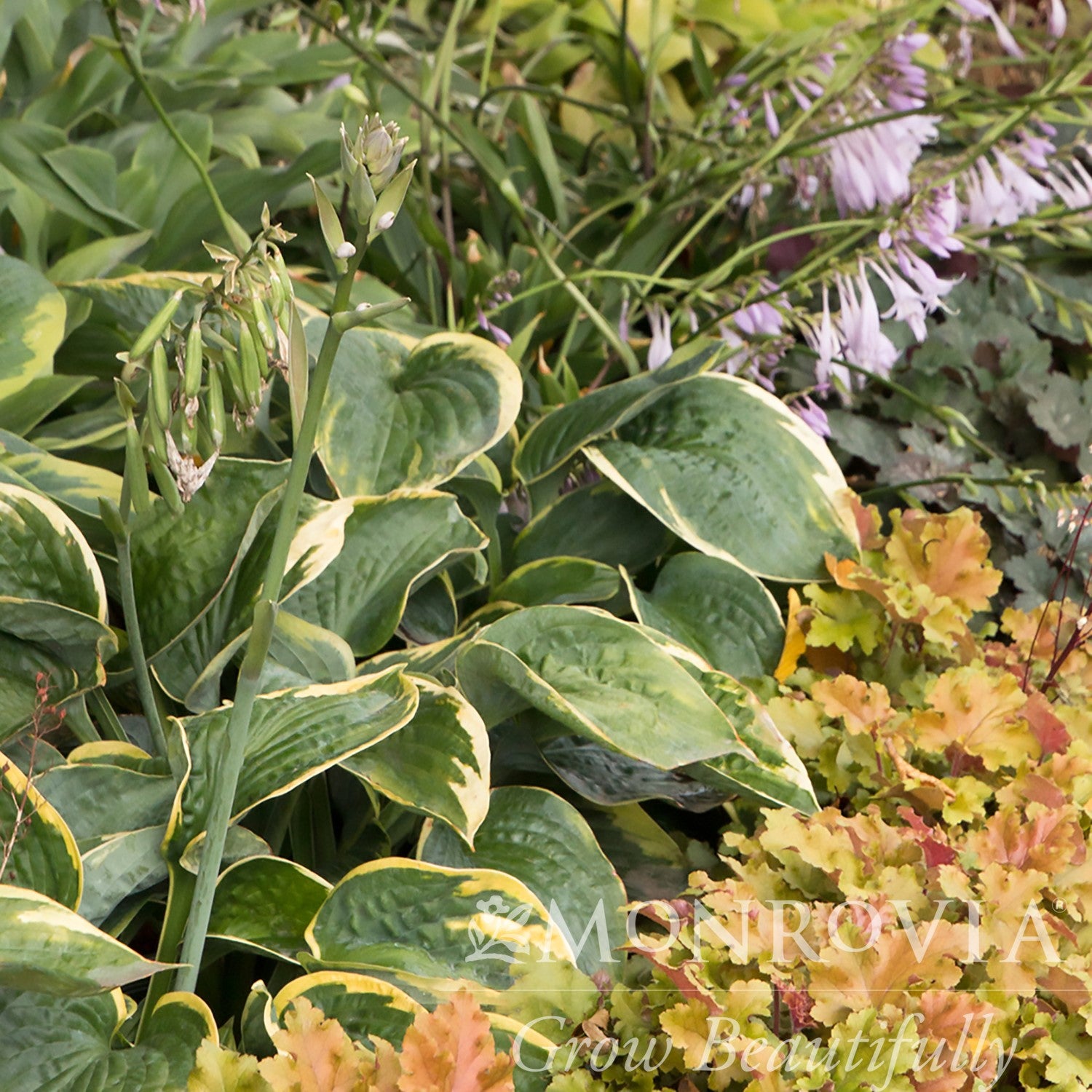 Hosta x 'Olive Bailey Langdon' ~ Monrovia® Olive Bailey Langdon Hosta-ServeScape