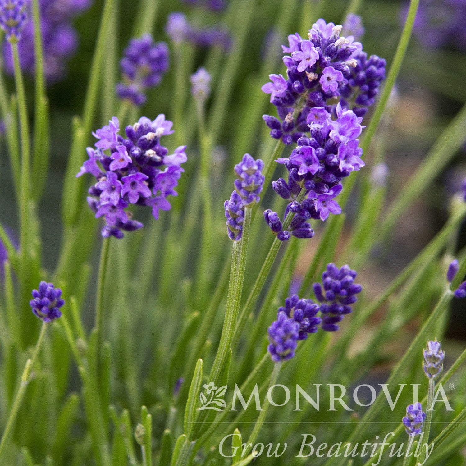 Lavandula angustifolia 'Thumbelina Leigh' ~ Monrovia® Thumbelina Leigh English Lavender-ServeScape