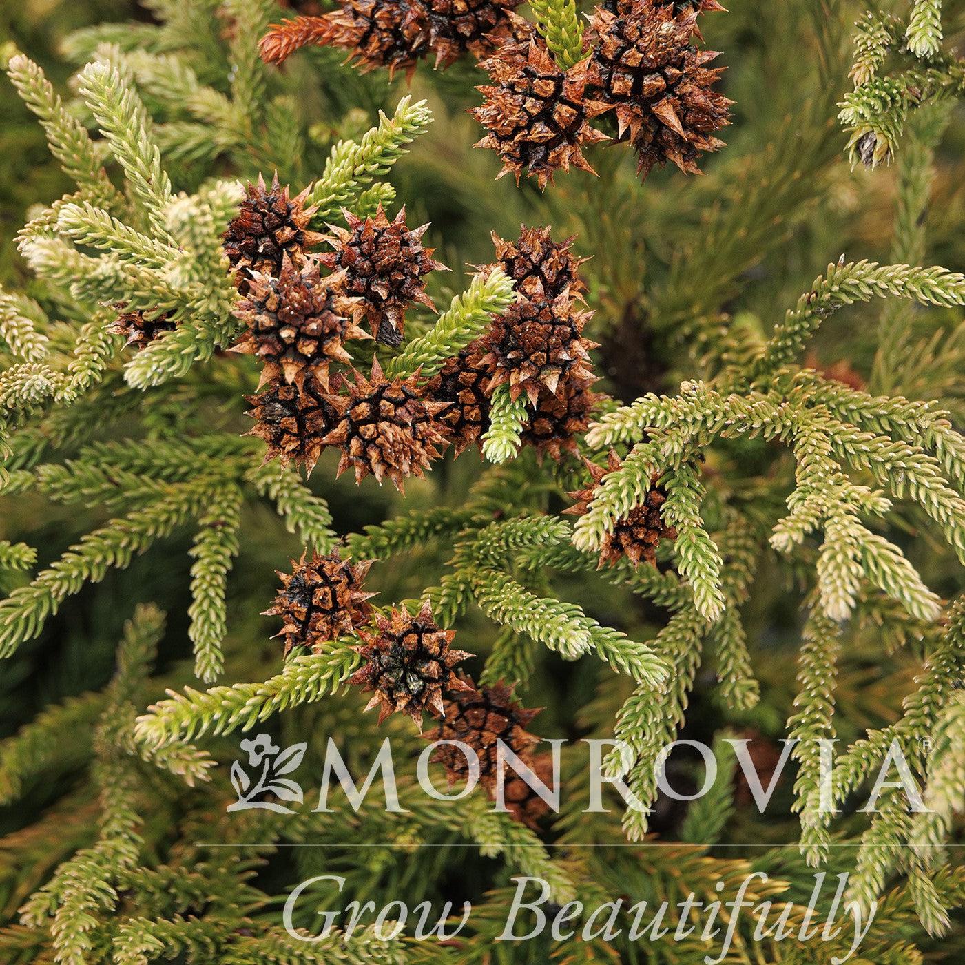 Cryptomeria japonica 'Gyokuryu' ~ Monrovia® Gyokuryu Japanese Cedar-ServeScape