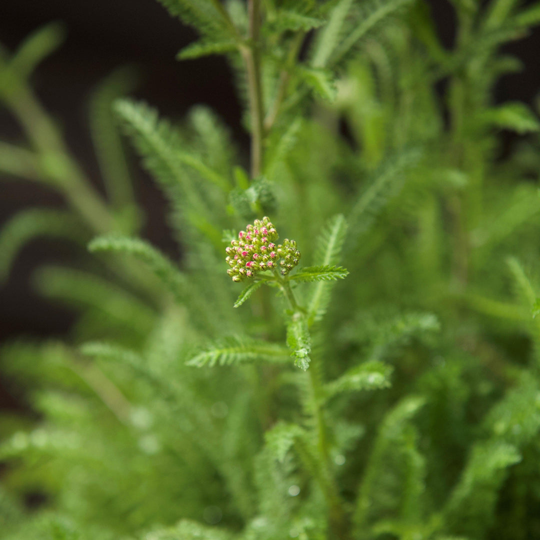 Achillea millefolium 'Balvinviolet' USPP 25,750' ~ New Vintage™ Violet Yarrow-ServeScape