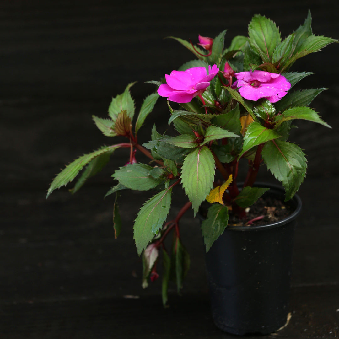 Impatiens walleriana 'XDR Purple' ~ Imara™ XDR Purple Impatiens-ServeScape