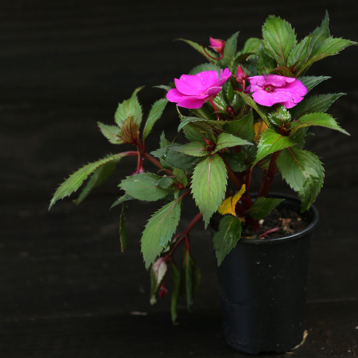 Impatiens walleriana 'XDR Purple' ~ Imara™ XDR Purple Impatiens-ServeScape