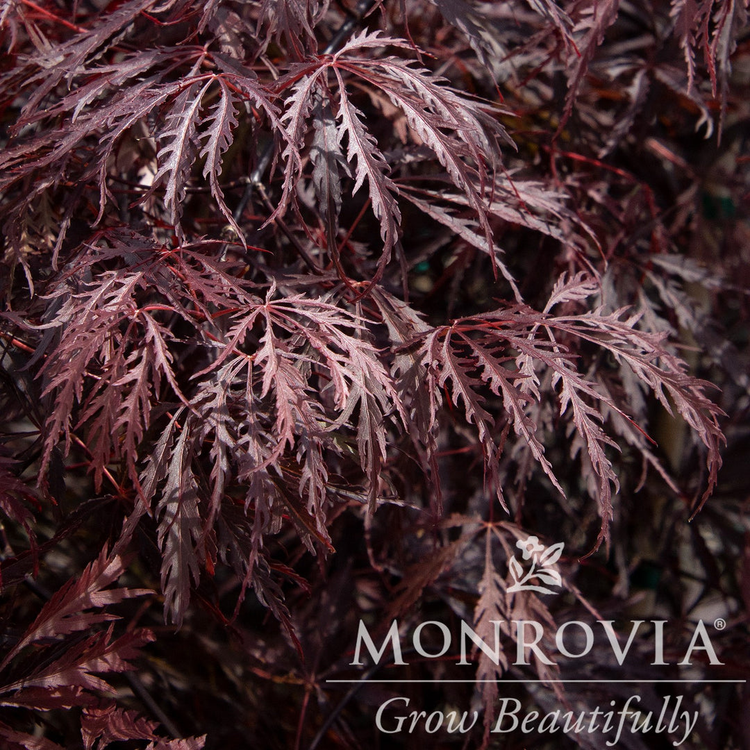 Acer palmatum var. dissectum 'Tamukeyama' ~ Monrovia® Tamukeyama Japanese Maple-ServeScape