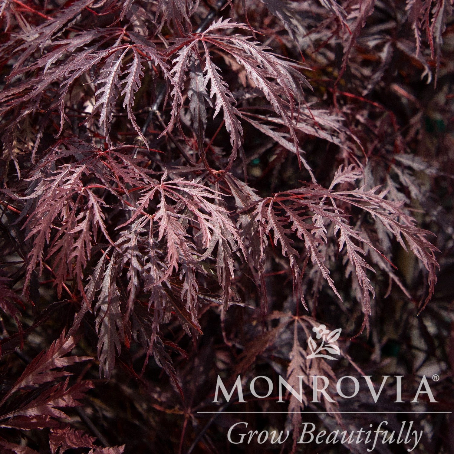Acer palmatum var. dissectum 'Tamukeyama' ~ Monrovia® Tamukeyama Japanese Maple-ServeScape