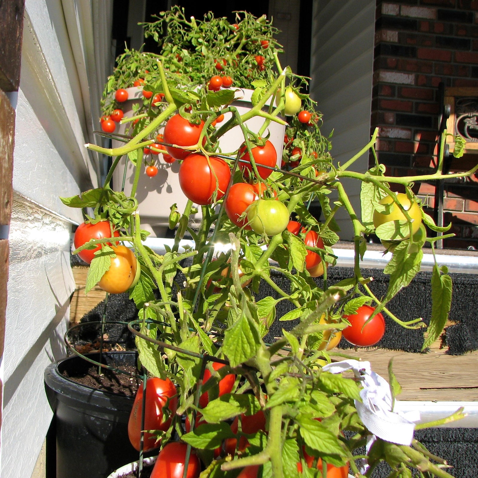 Solanum lycopersicum 'Early Girl' ~ Early Girl Tomato-ServeScape