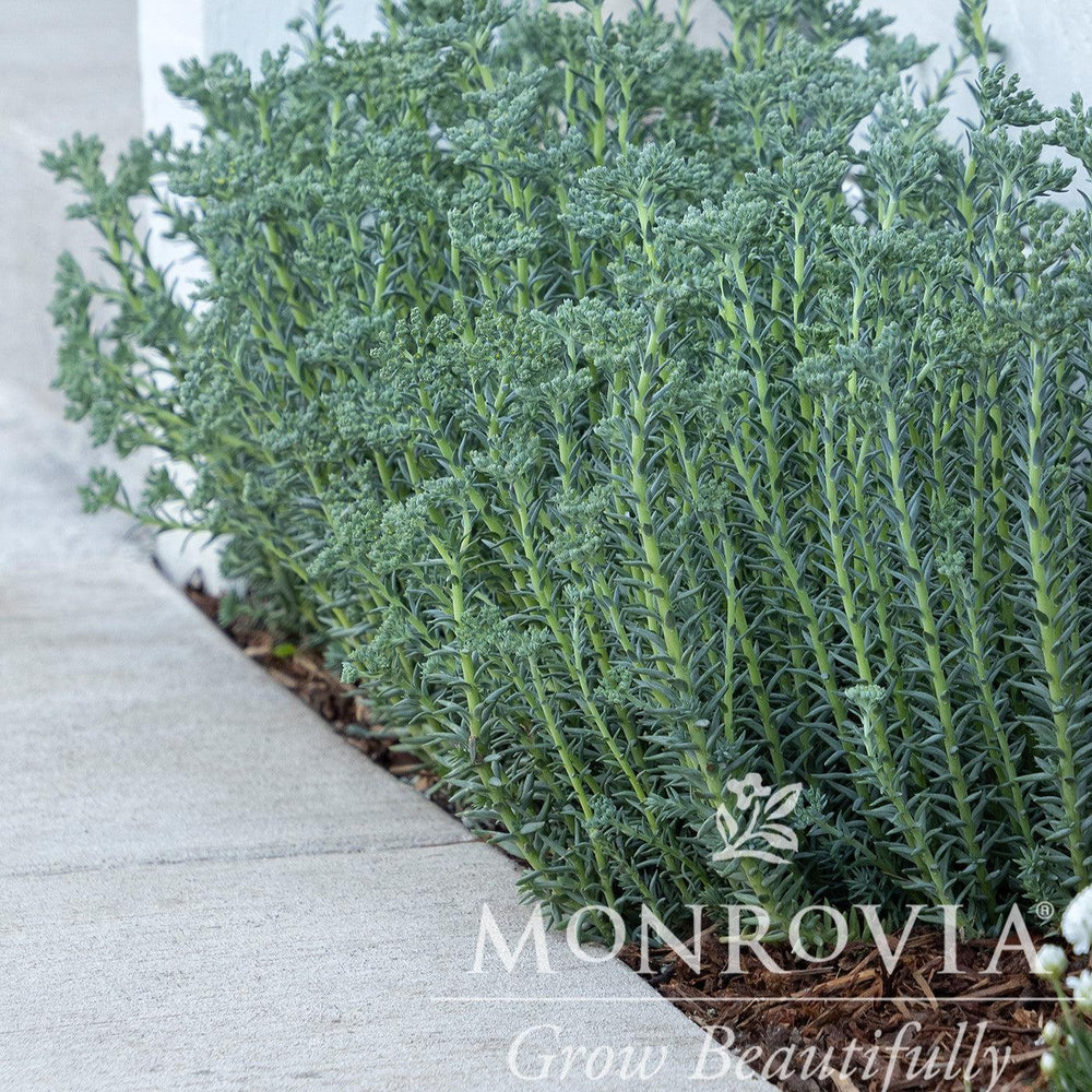 Sedum reflexum 'Blue Spruce' ~ Monrovia® Blue Spruce Stonecrop-ServeScape