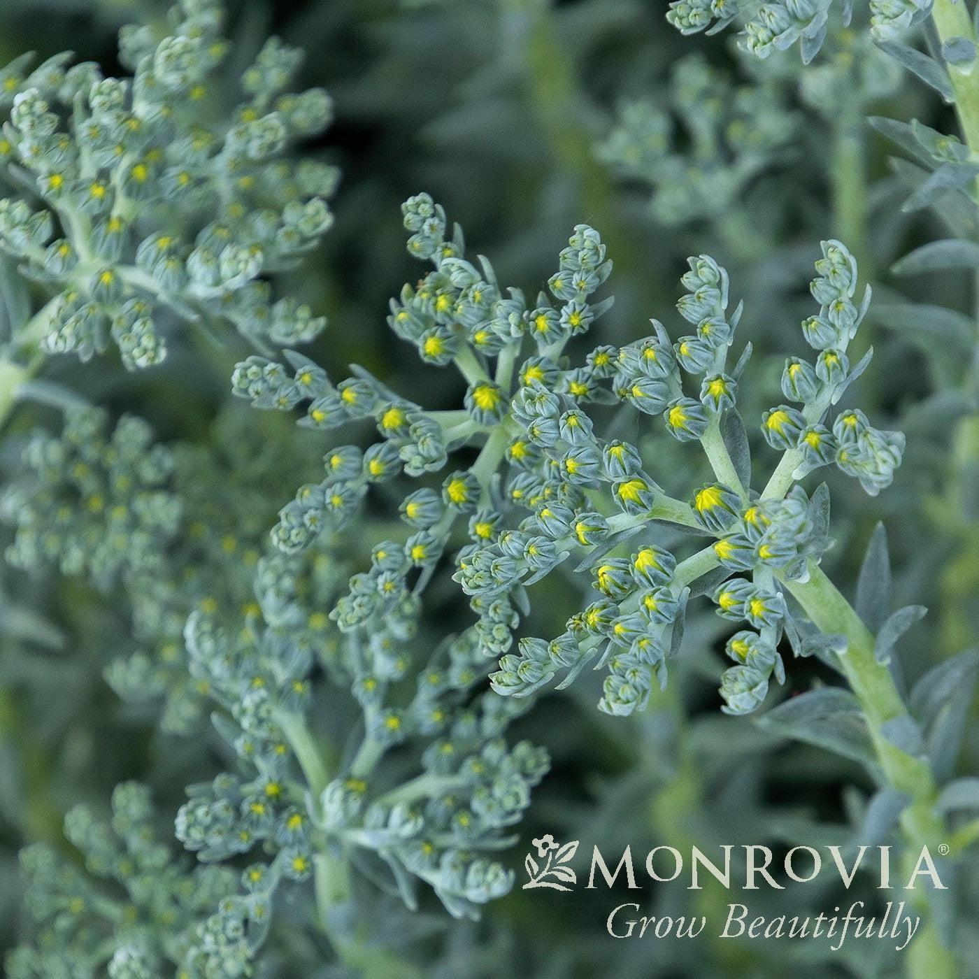 Sedum reflexum 'Blue Spruce' ~ Monrovia® Blue Spruce Stonecrop-ServeScape