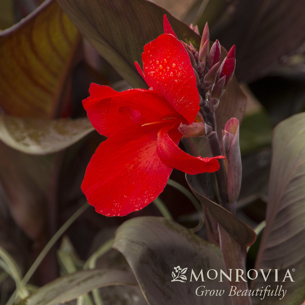 Canna indica 'Lon01' PP21,350 ~ Monrovia® Tropicanna® Black Canna Lily-ServeScape