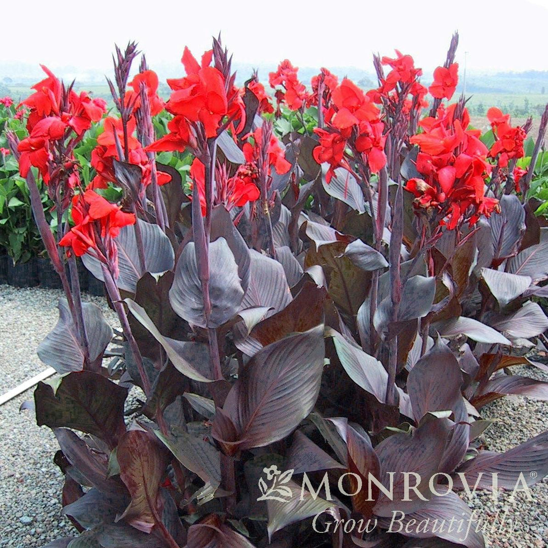 Canna indica 'Lon01' PP21,350 ~ Monrovia® Tropicanna® Black Canna Lily-ServeScape