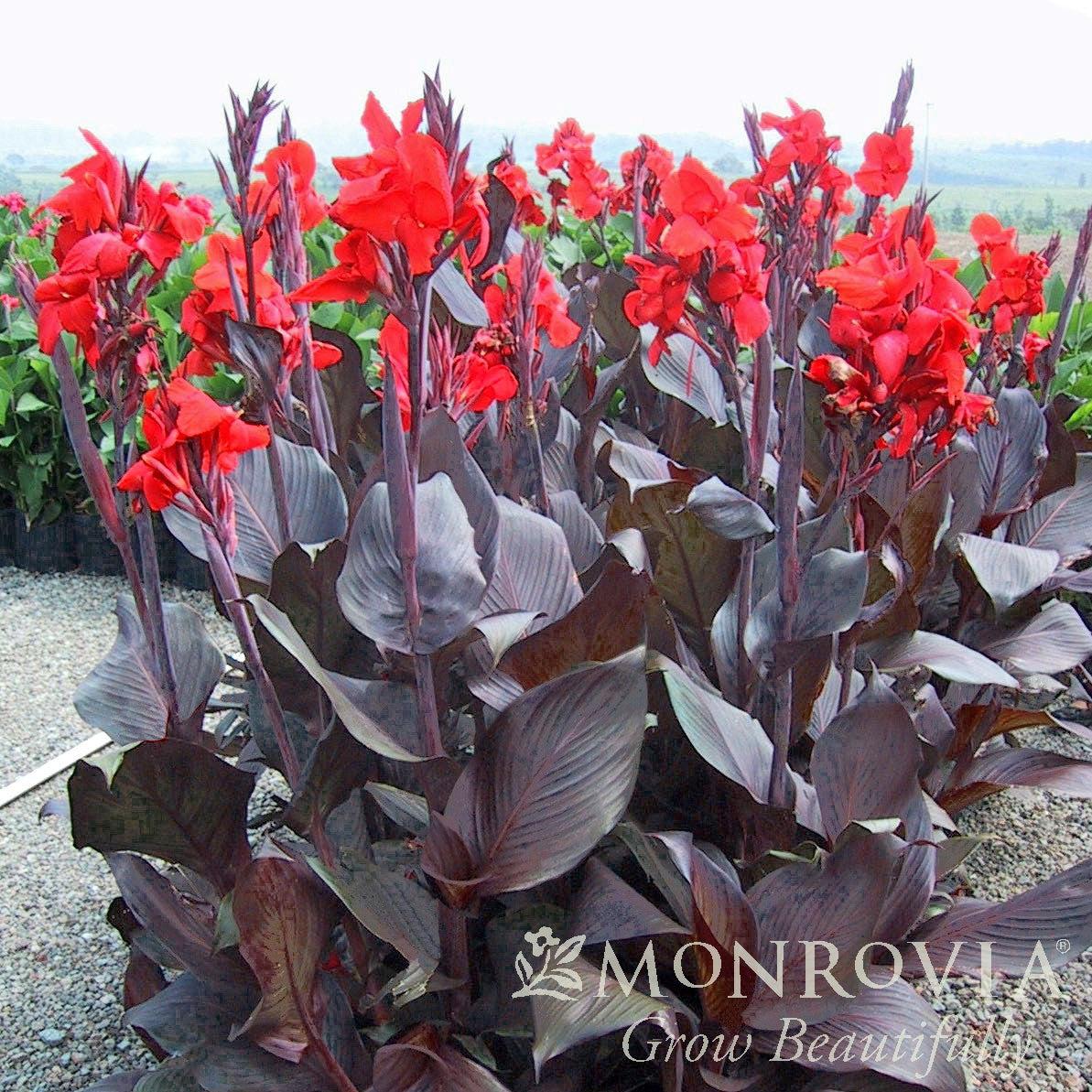 Canna indica 'Lon01' PP21,350 ~ Monrovia® Tropicanna® Black Canna Lily-ServeScape