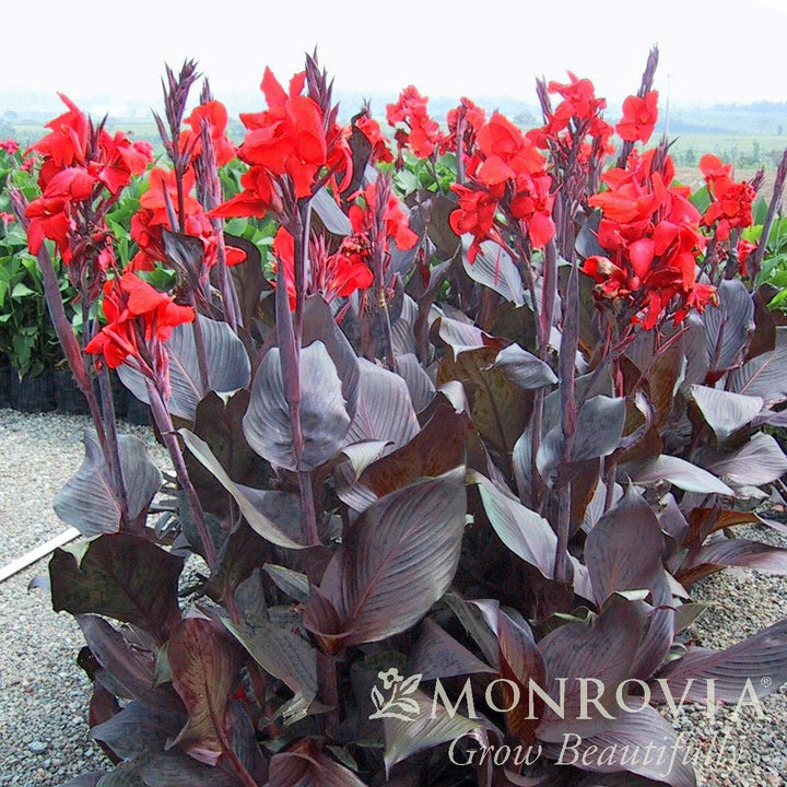 Canna indica 'Lon01' PP21,350 ~ Monrovia® Tropicanna® Black Canna Lily-ServeScape
