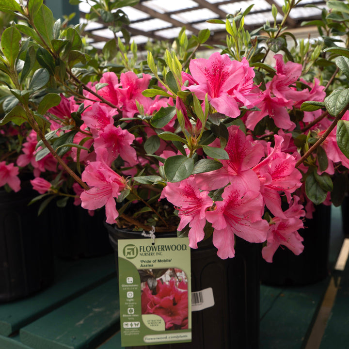Azalea x 'Pride of Mobile' ~ Pride of Mobile Azalea-ServeScape