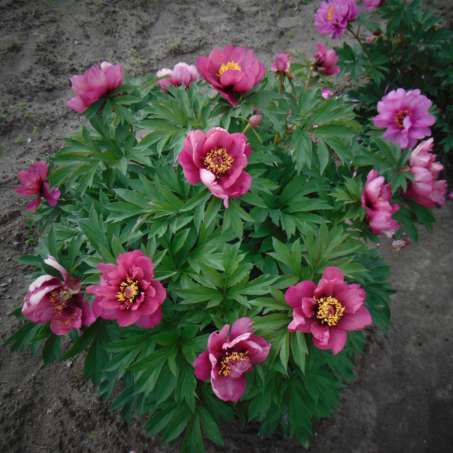 Paeonia 'Pink Ardour' ~ Pink Ardour Peony-ServeScape