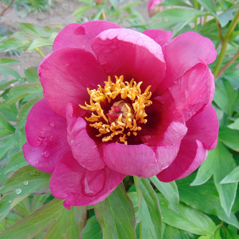 Paeonia 'Pink Ardour' ~ Pink Ardour Peony-ServeScape