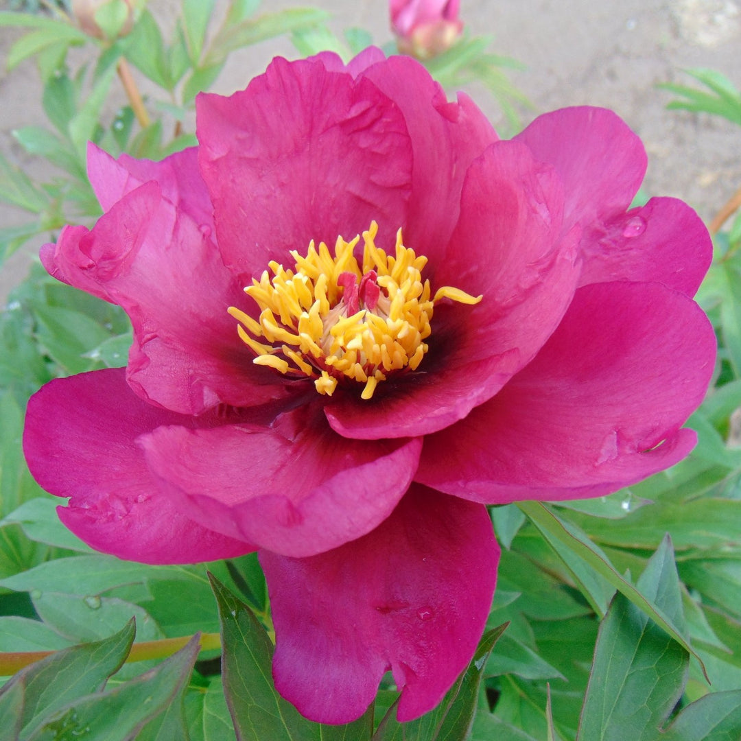 Paeonia 'Pink Ardour' ~ Pink Ardour Peony-ServeScape