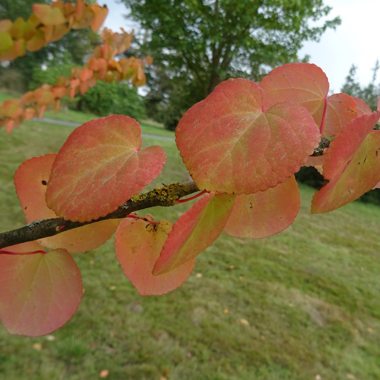 Cercidiphyllum japonicum ~ Katsura Tree-ServeScape
