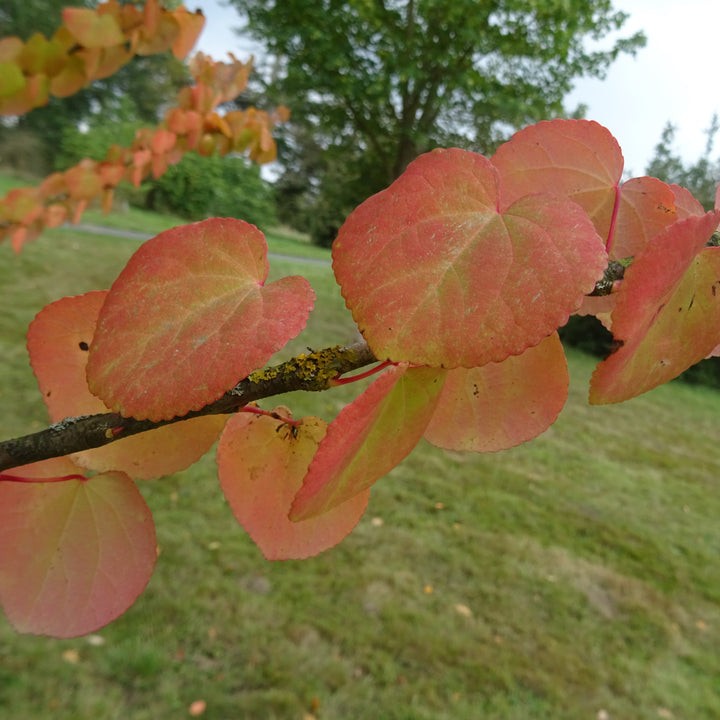 Cercidiphyllum japonicum ~ Katsura Tree-ServeScape