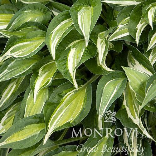 Hosta x 'Striptease' ~ Monrovia® Striptease Hosta-ServeScape