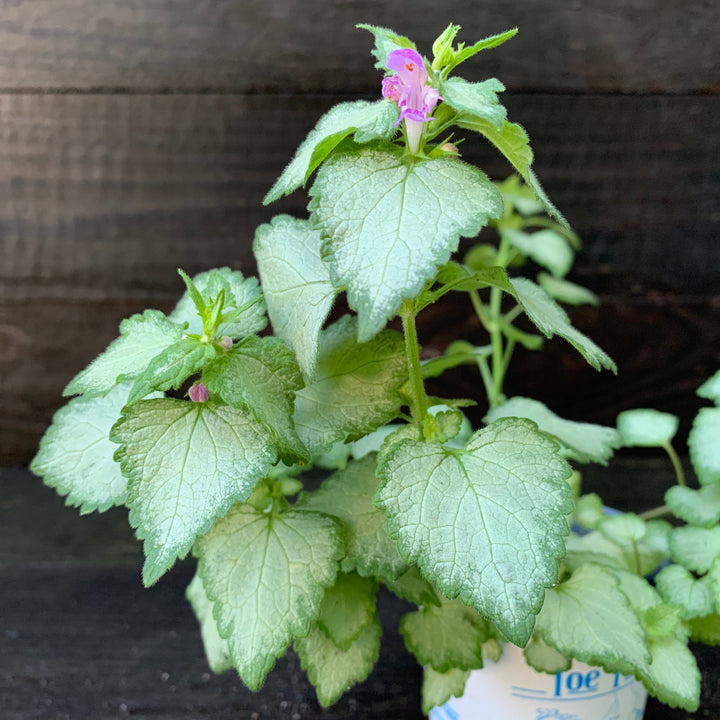 Lamium maculatum 'Beacon Silver' ~ Beacon Silver Deadnettle-ServeScape