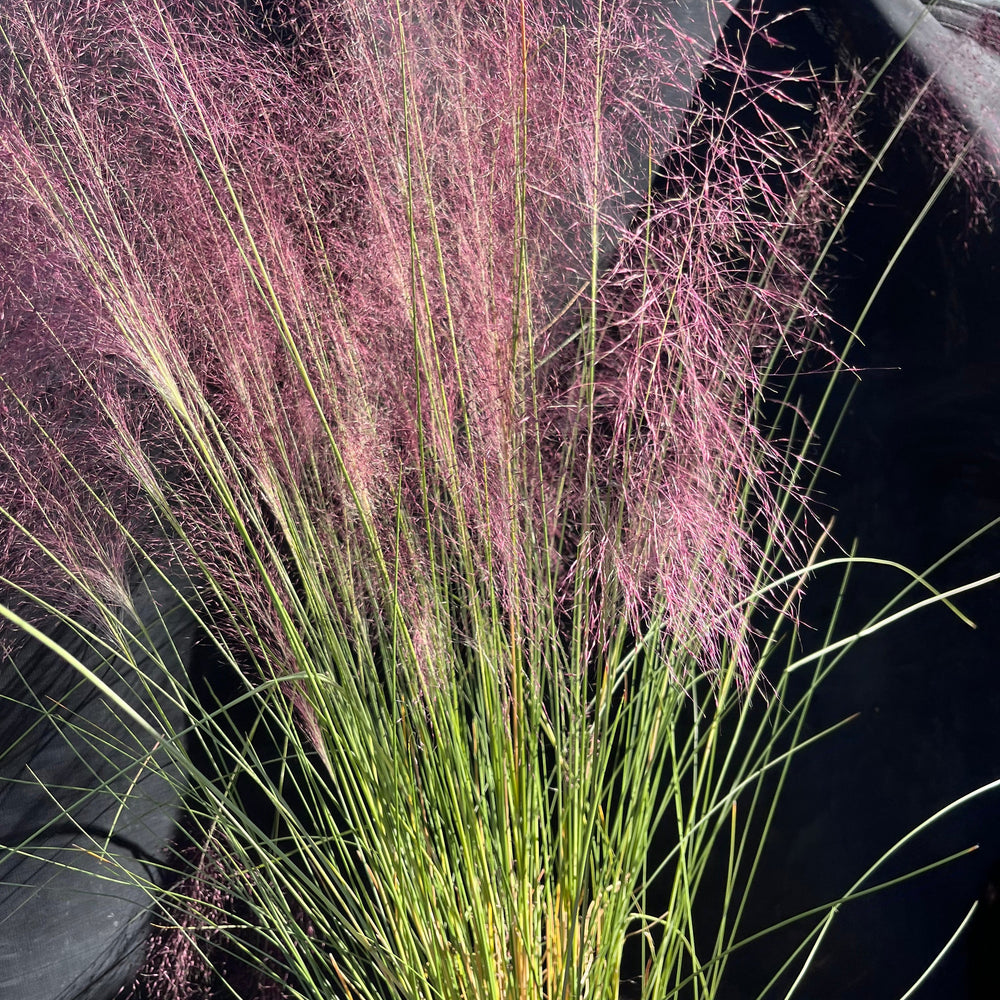 Muhlenbergia capillaris ~ Pink Muhly Grass-ServeScape