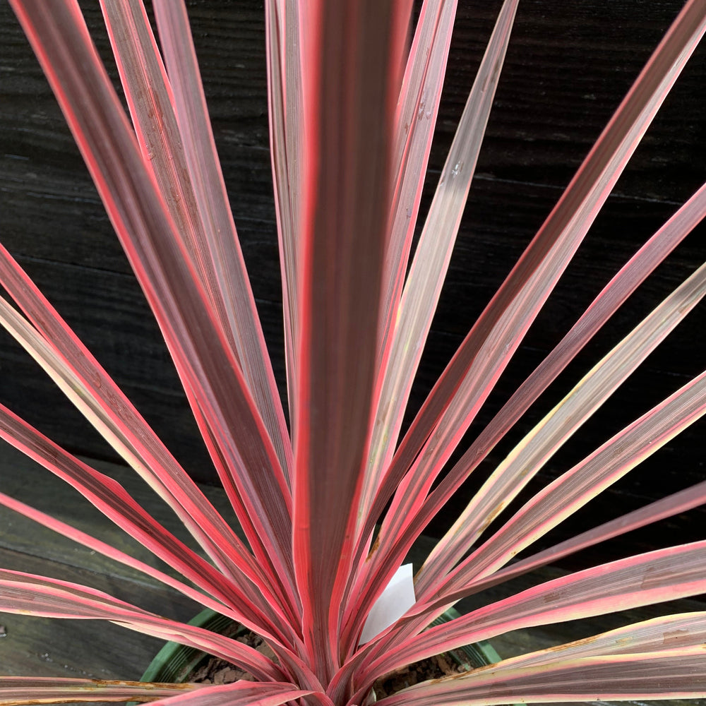 Cordyline australis 'Charlie Boy' PP #20,139 ~ Monrovia® Charlie Boy Cordyline-ServeScape