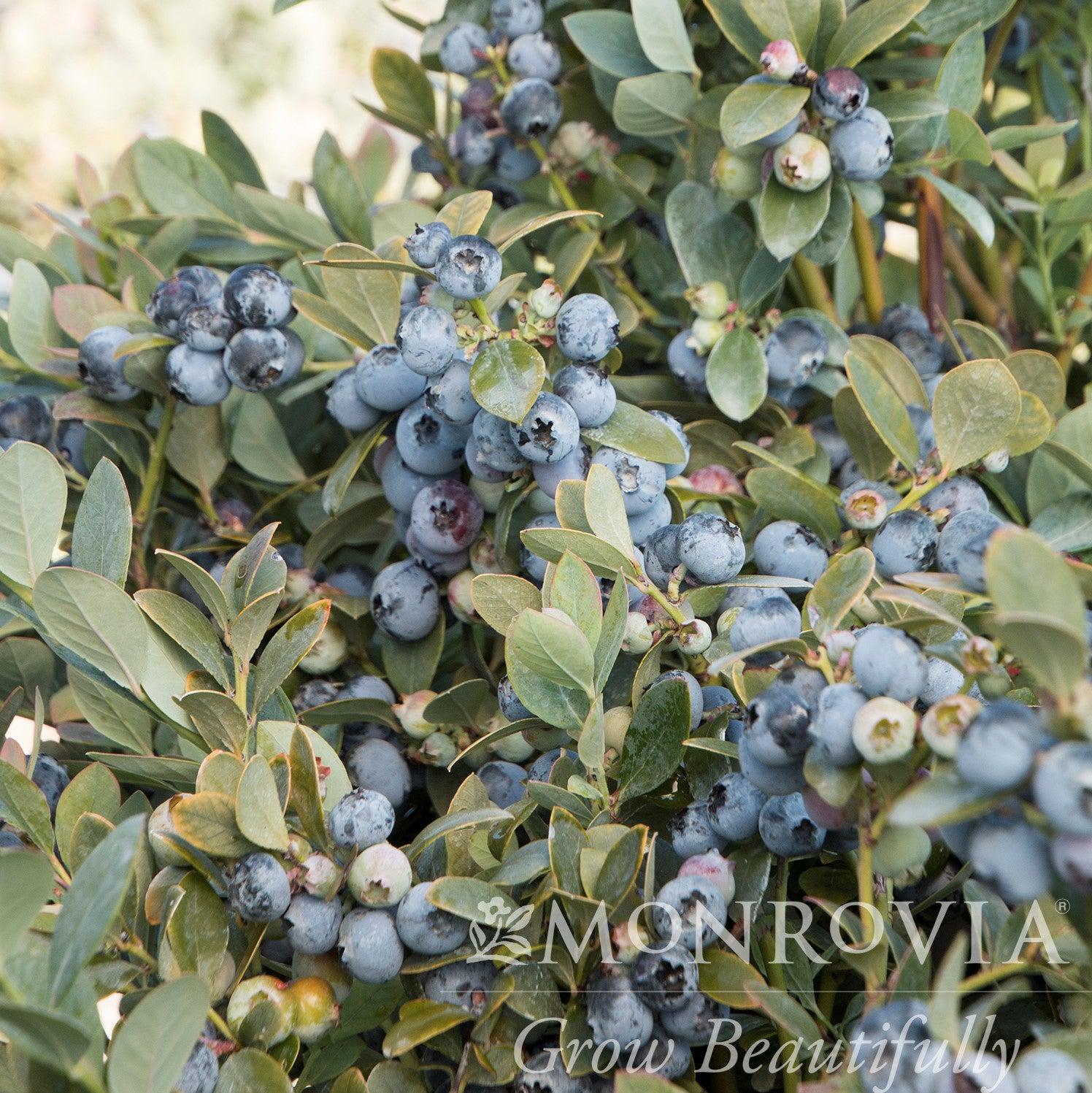 Vaccinium corymbosum 'FLX-2' PP #19,381 ~ Monrovia® Bountiful Blue® Blueberry-ServeScape