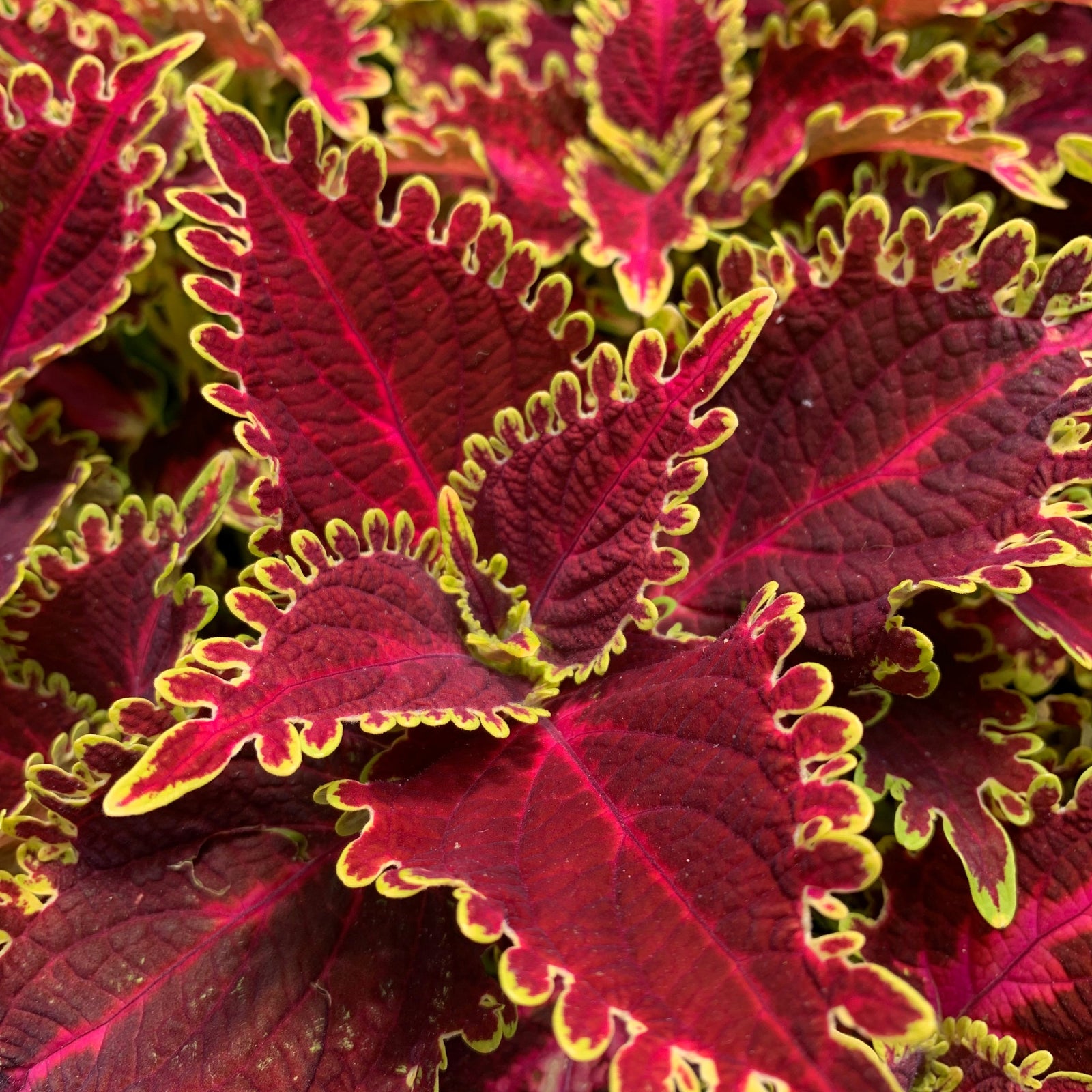 Solenostemon scutellarioides 'UF20-103-6’ ~ Solar Flare Coleus-ServeScape