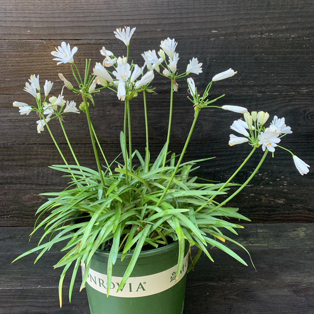 Agapanthus 'Monsapho' ~ Monrovia® Bridal Veil® Agapanthus-ServeScape