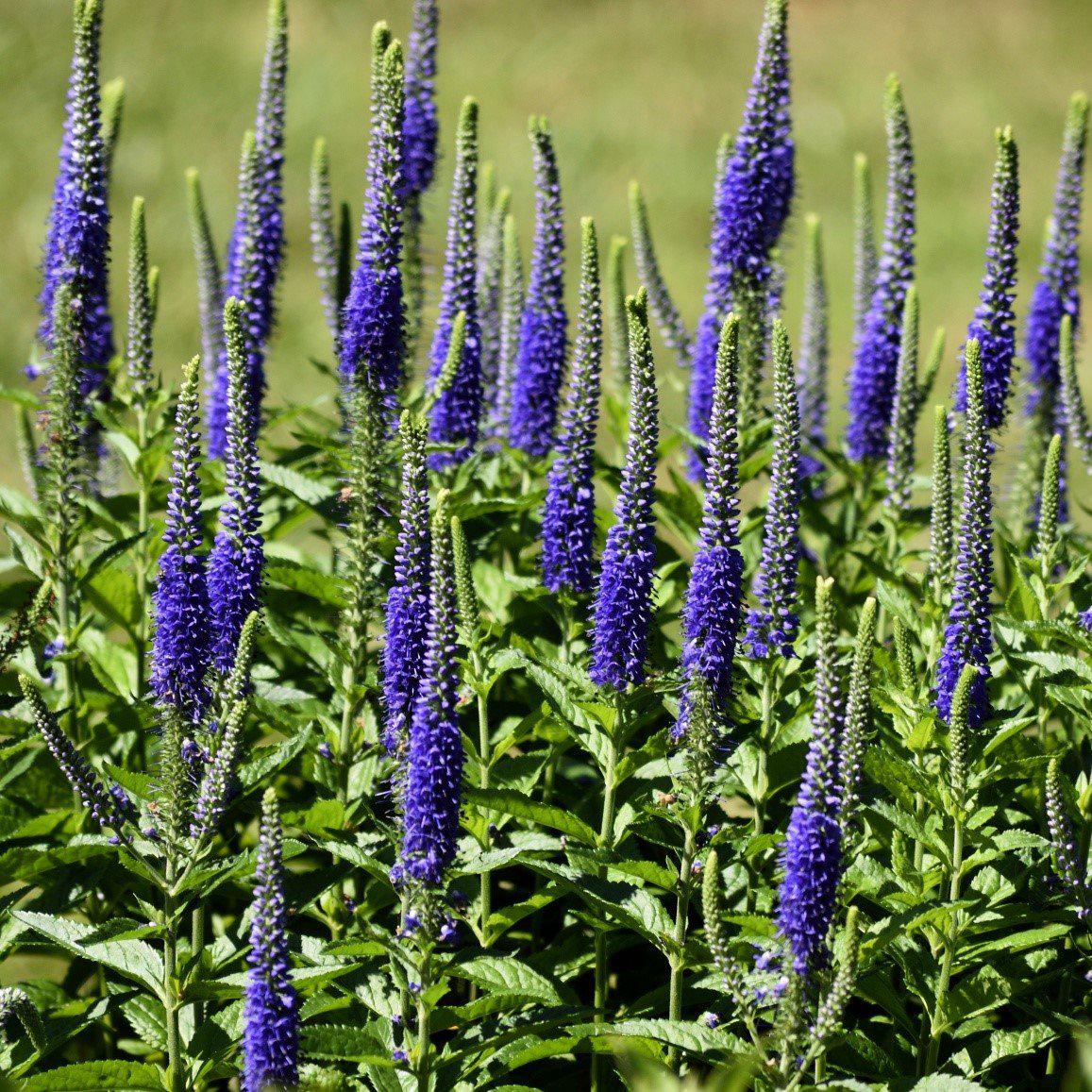 Veronica spicata 'Ronica Blue' ~ Monrovia® Ronica™ Blue Veronica-ServeScape
